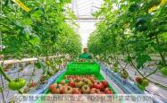 5G智慧大棚助力脱贫攻坚，80个贫困村蔬菜溢价30%