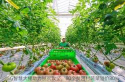 5G智慧大棚助力脱贫攻坚，80个贫困村蔬菜溢价30%